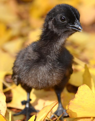 An Ayam Cemani Chick, AKA Goth Baby Bird. Photo Courtesy Greenfire Farms